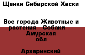 Щенки Сибирской Хаски - Все города Животные и растения » Собаки   . Амурская обл.,Архаринский р-н